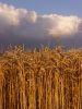 Wheat and Clouds by Udo Altmann
