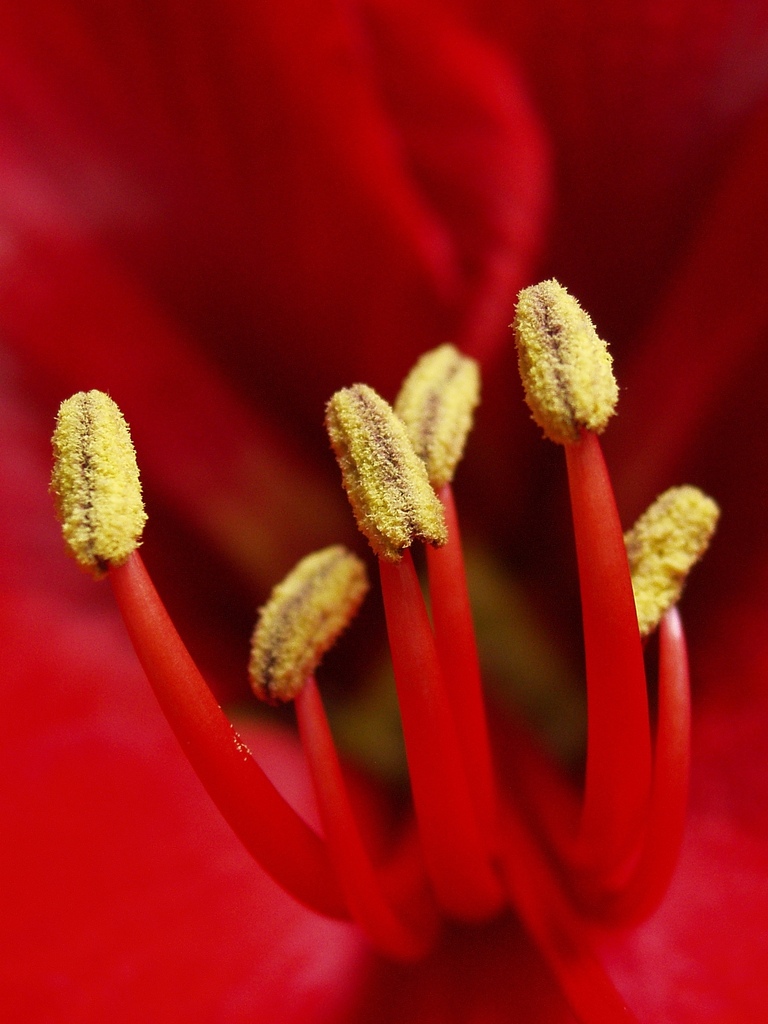 Amaryllis Stamen
