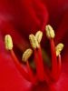 Amaryllis Stamen