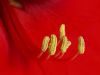 Amaryllis Stamen 2