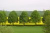 Avenue before rape field by Udo Altmann