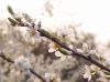 blackthorn by Udo Altmann