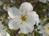 blossom of a cherry tree by Udo Altmann