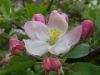 blossom of an apple tree by Udo Altmann