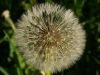 Blowball with dew by Udo Altmann