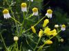 Rape and Camomile by Udo Altmann