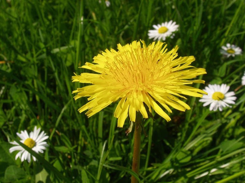 Dandelion