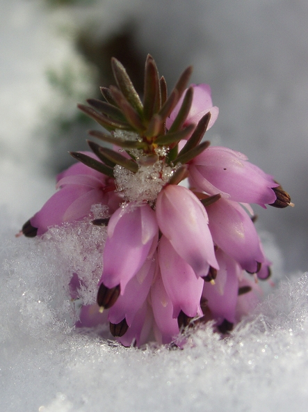 Erica in Snow