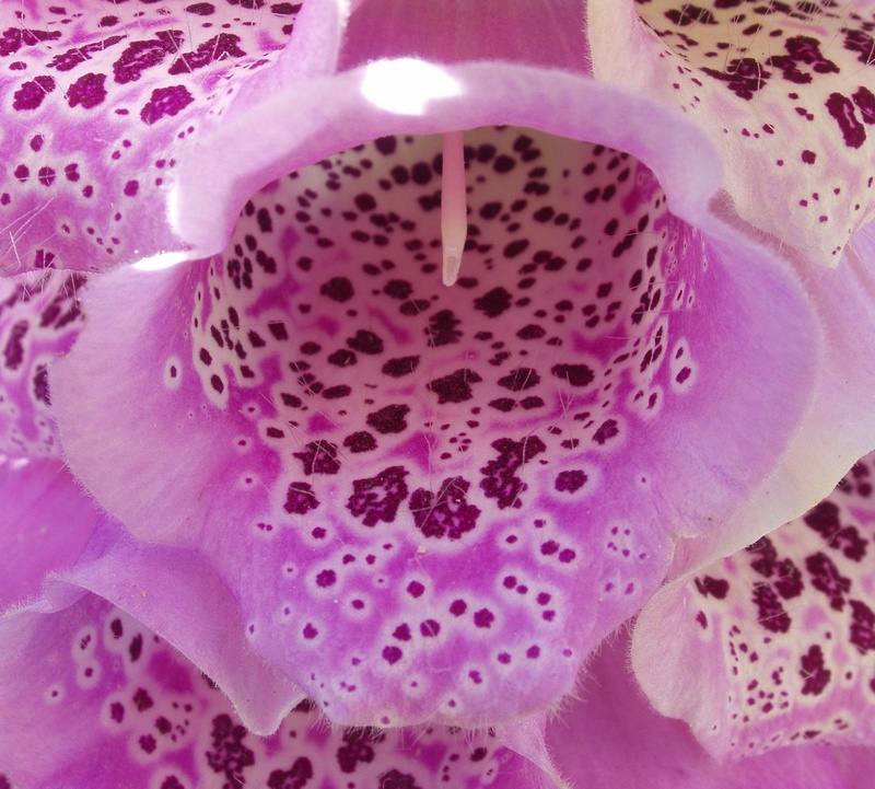 Foxglove (Digitalis purpurea)