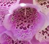 Foxglove (Digitalis purpurea) by Udo Altmann