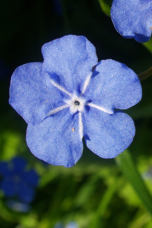 gedenkemein - omphalodes verna