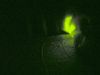 Glowworm (3) by Udo Altmann