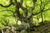 Grove of Beeches by Udo Altmann