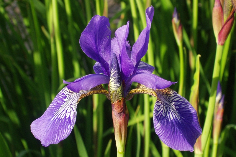 Iris