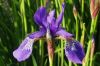 Iris by Udo Altmann