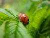 Ladybird by Udo Altmann
