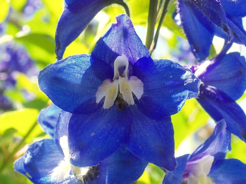 Larkspur