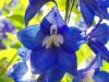 Larkspur by Udo Altmann