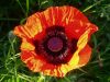 Poppy (2)