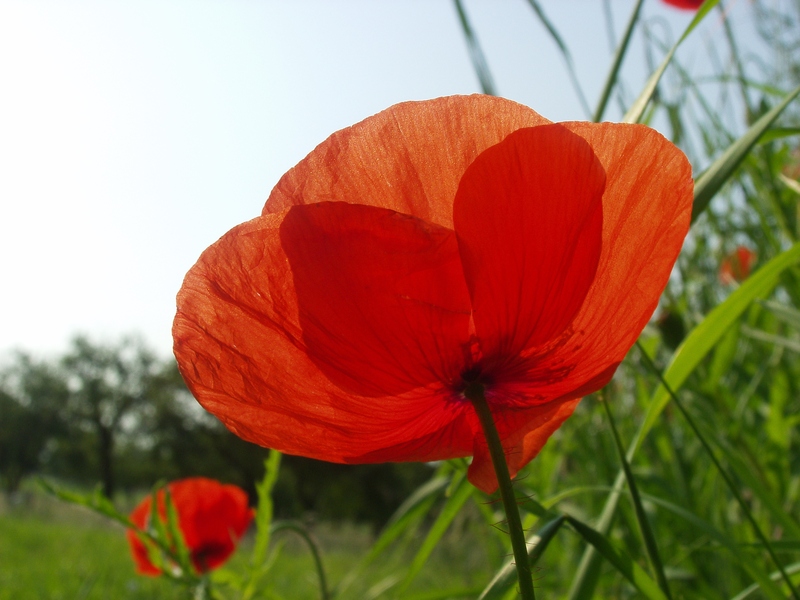 Poppy (3)