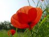 Poppy (3)