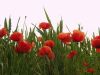 Poppies In Cornfield (Wheat)