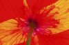 Poppy from below