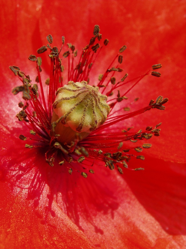 Poppy stamen