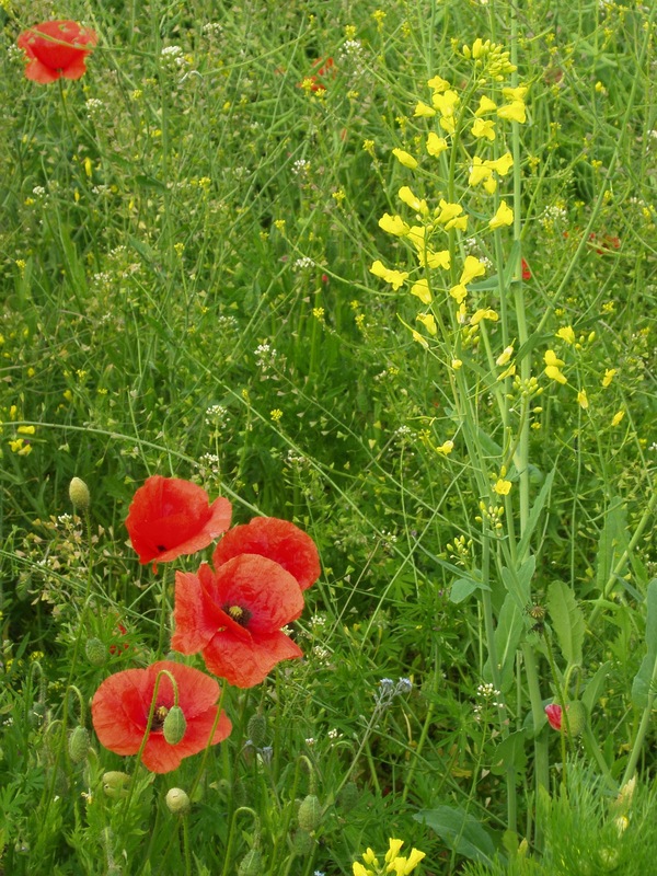 Rural Still Life