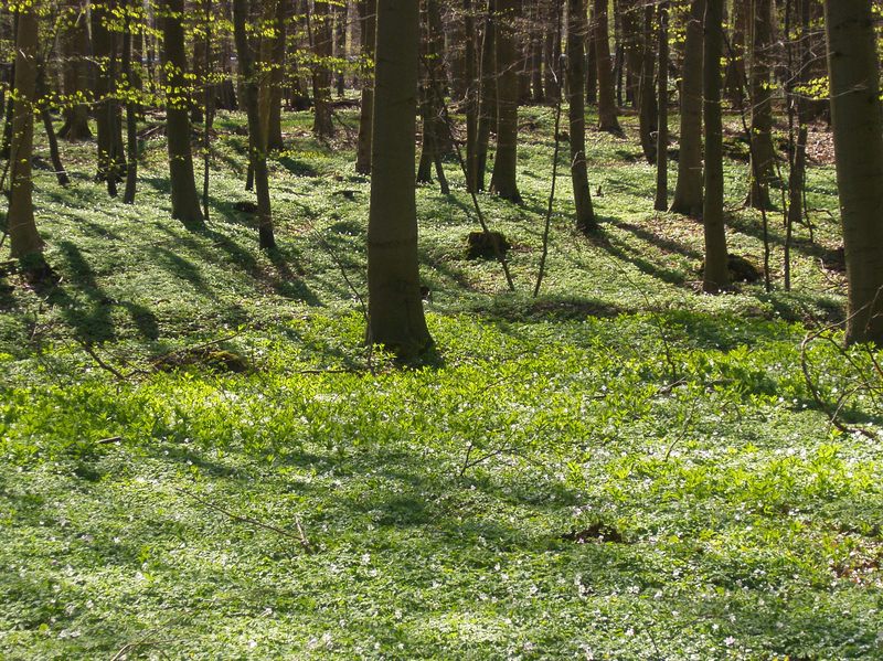 spring in the forrest