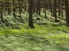 spring in the forrest by Udo Altmann