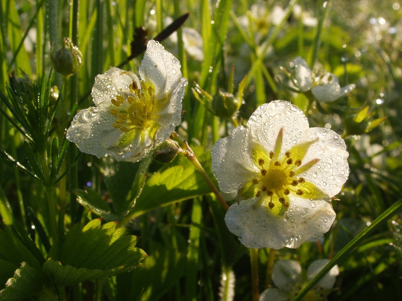 Strawberry blossom with dew