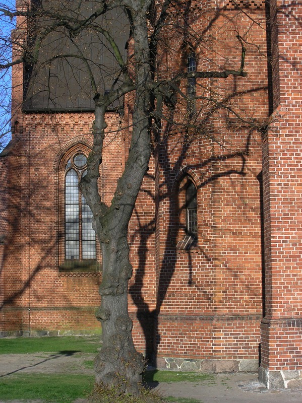 A tree's shadow on clincker