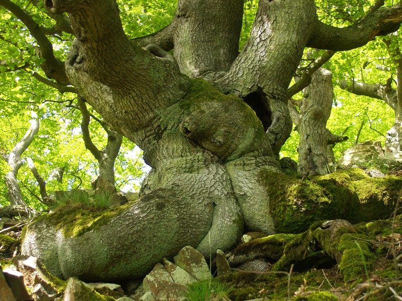 Trunk of a Beech
