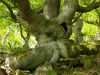 Trunk of a Beech by Udo Altmann