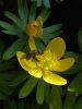 winter aconite with fly by Udo Altmann