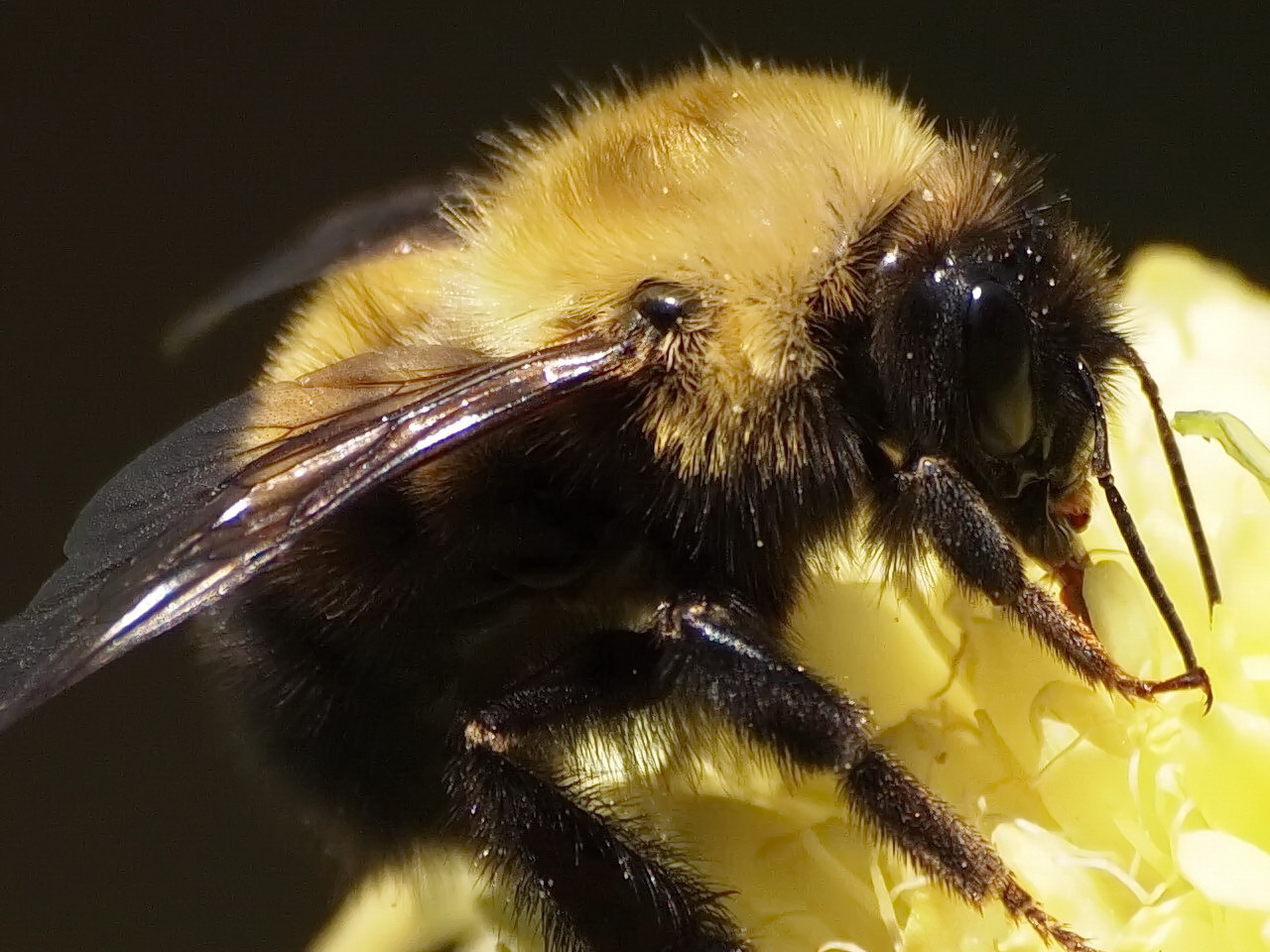 Bee