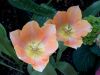 Twin Tulips