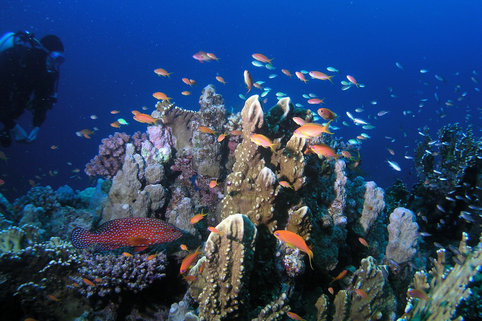 Reef1