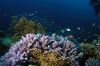 reef 3 by Thomas Deutsch