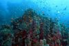 Reef 2 by Thomas Deutsch