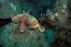 Lion Fish by Thomas Deutsch
