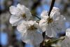 Blossoms of a cherry tree