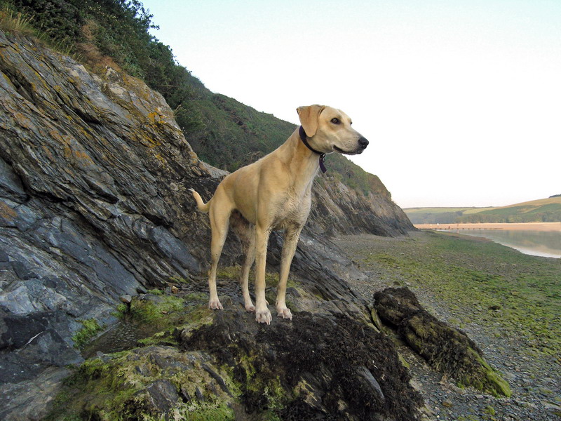 Dog