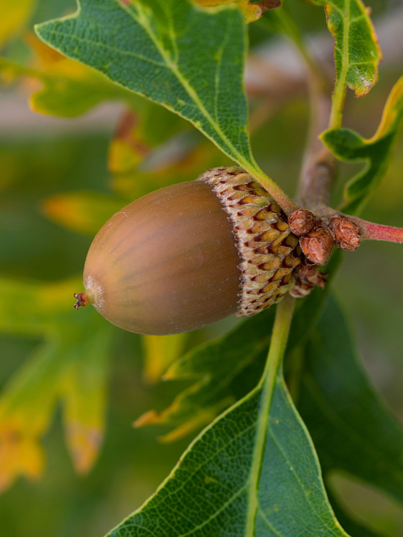 Acorn