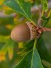 Acorn