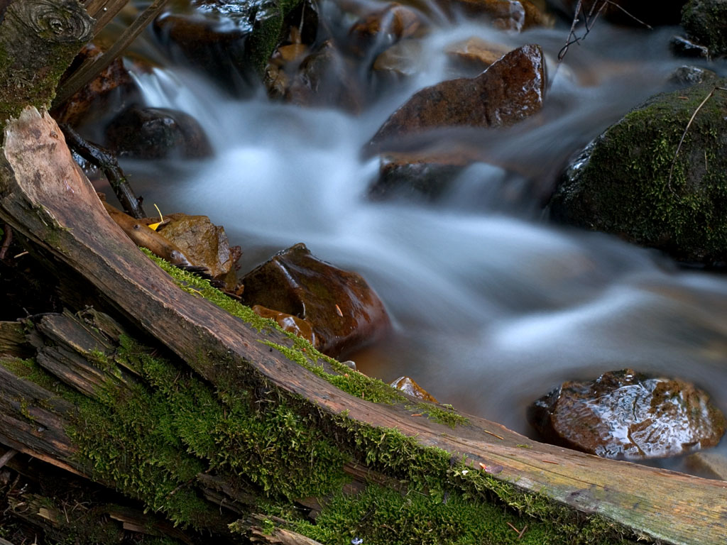 Velvet water and moss