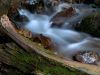 Velvet water and moss by Chris Galbraith