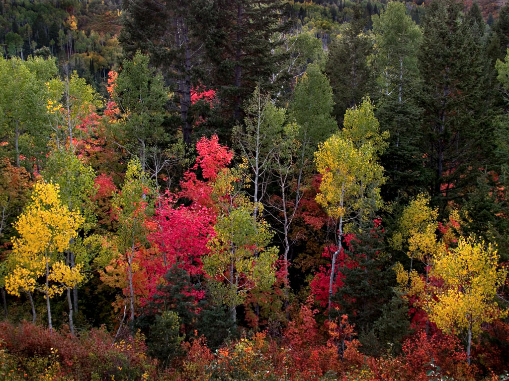 Fall Colors