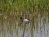 Mallard in the weeds. by Chris Galbraith